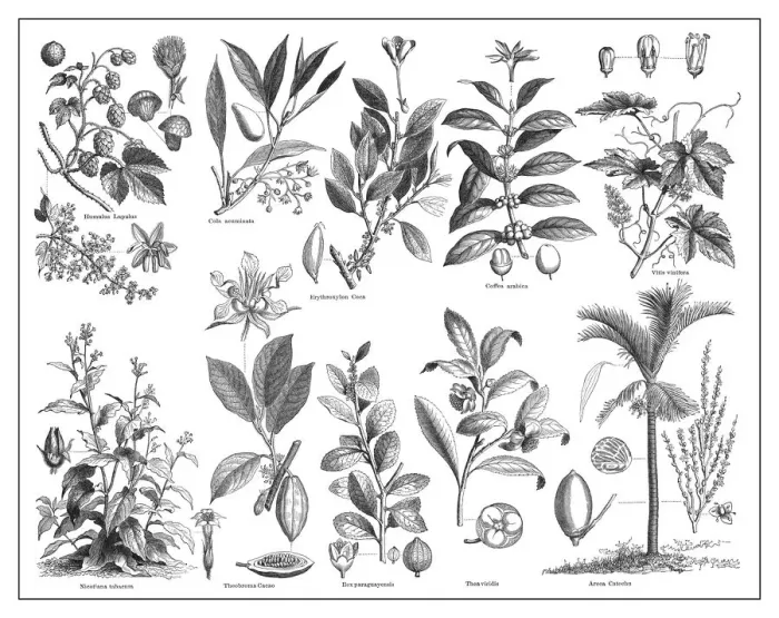 Framed Print : Old engraved illustration of stimulant and psychoactive plants Framed Print : Old engraved illustration of stimulant and psychoactive plants