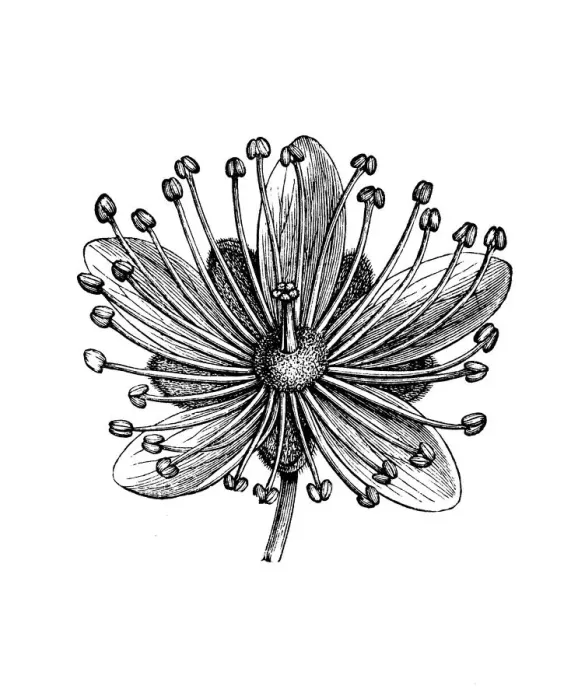 Framed Print : Old engraved illustration of Tilia flowers, Lime flower Framed Print : Old engraved illustration of Tilia flowers, Lime flower