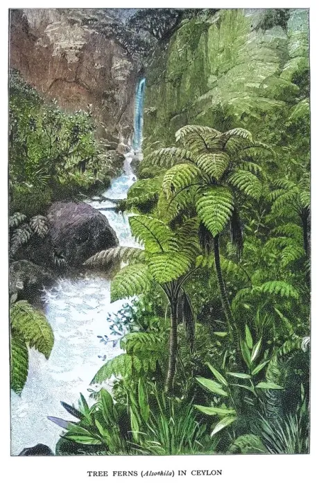 Framed Print : Old engraved illustration of tree ferns in Ceylon Framed Print : Old engraved illustration of tree ferns in Ceylon