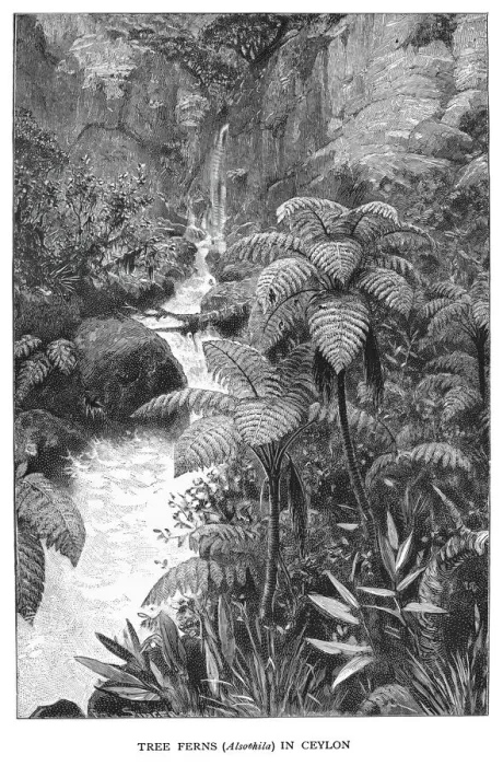 Framed Print : Old engraved illustration of tree ferns in Ceylon Framed Print : Old engraved illustration of tree ferns in Ceylon