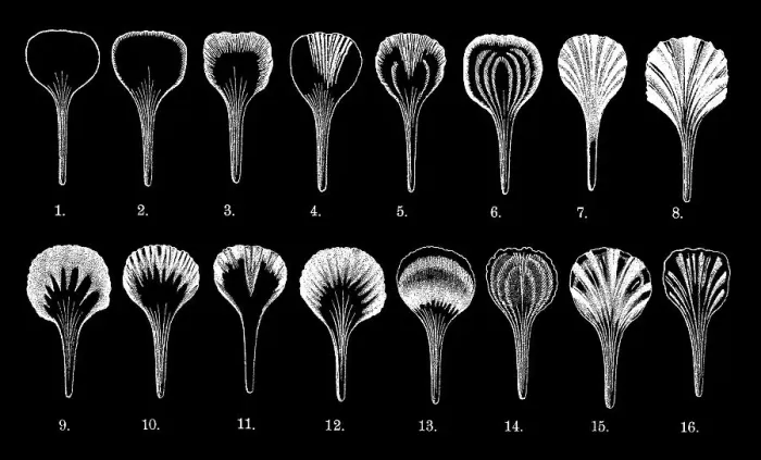 Framed Print : Old engraved illustration of types of flowers and flower petals Framed Print : Old engraved illustration of types of flowers and flower petals
