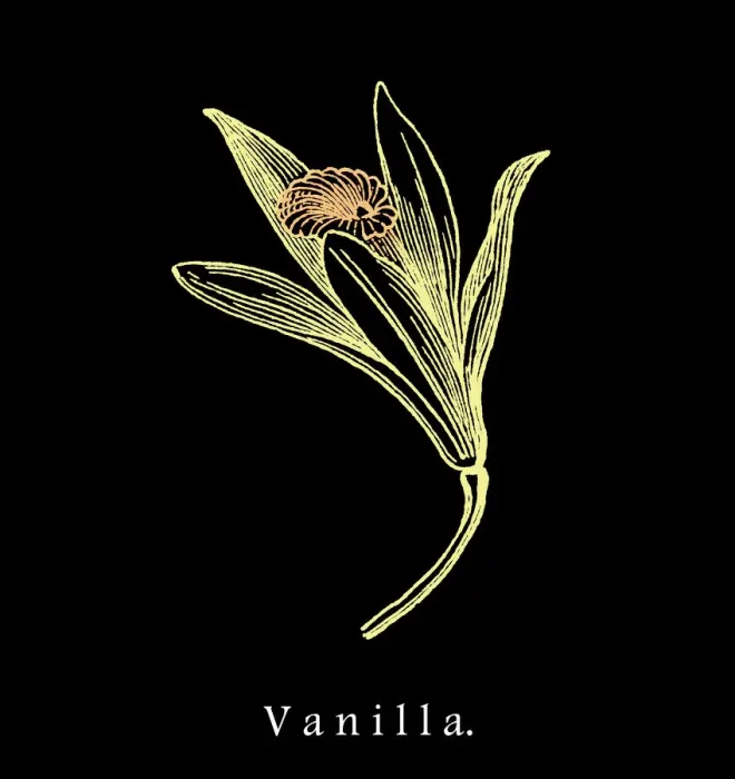 Framed Print : Old engraved illustration of vanilla flower Framed Print : Old engraved illustration of vanilla flower