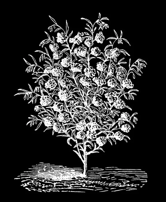 Framed Print : Old engraving illustration of Botany, Clarkia - a genus within the flowering plant family Onagraceae (Ruby Chalice Clarkia or Farewell to Spring)