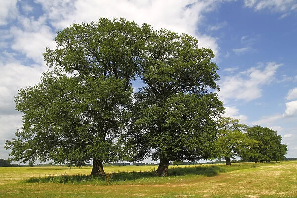 Old free-standing Pedunculate Oaks or English Oaks (Quercus robur), Mecklenburg Elbe Valley Nature Park, UNESCO Elbe River Landscape Biosphere Reserve, Mecklenburg-Western Pomerania, Germany, Europe