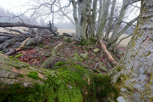 Old gnarled beech and maple trees covered in moss