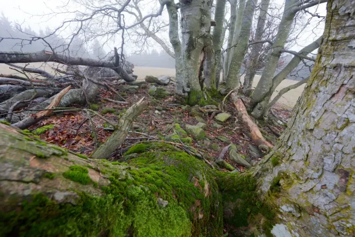 Framed Print : Old gnarled beech and maple trees covered in moss Framed Print : Old gnarled beech and maple trees covered in moss
