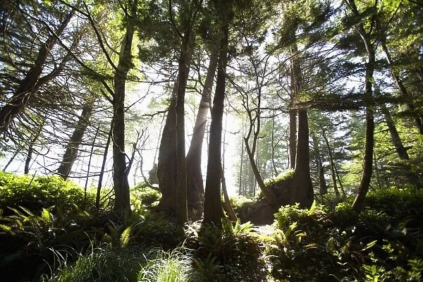 Old Growth Trees Backlit By The Sun Along The Path To Florencia Bay In Pacific Rim National Park Near Tofino; British Columbia Canada
