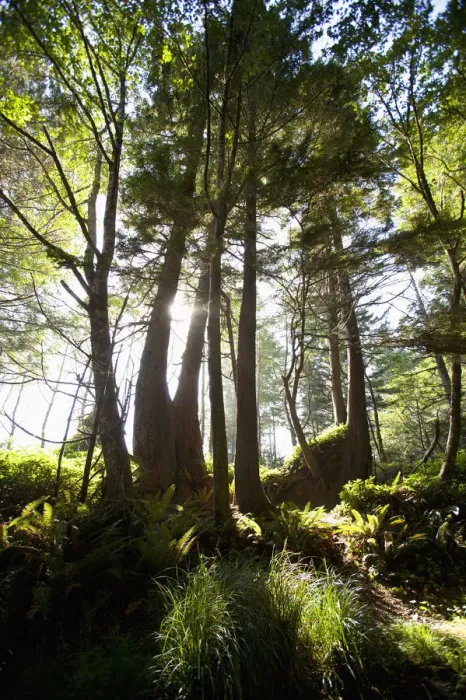 Framed Print : Old Growth Trees Backlit By The Sun Along The Path To Florencia Bay In Pacific Rim National Park Near Tofino