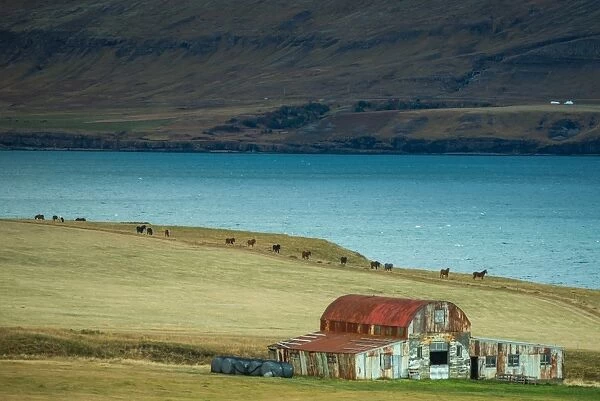 Old house in Iceland horse farm