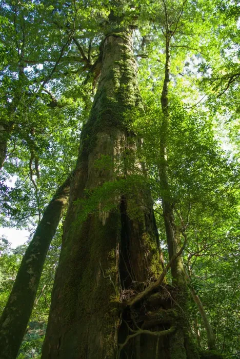 Framed Print : Old Japanese ceder tree in forest, Yakushima Framed Print : Old Japanese ceder tree in forest, Yakushima