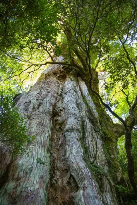 Framed Print : Old Japanese ceder tree in forest, Yakushima