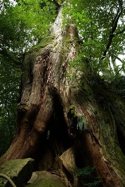 Old Japanese ceder tree in rainforest, Yakushima