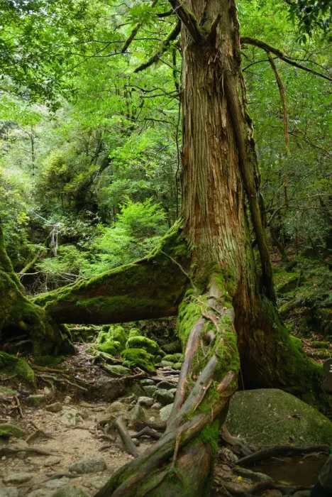 Framed Print : Old Japanese ceder tree in a rainforest, Yakushima