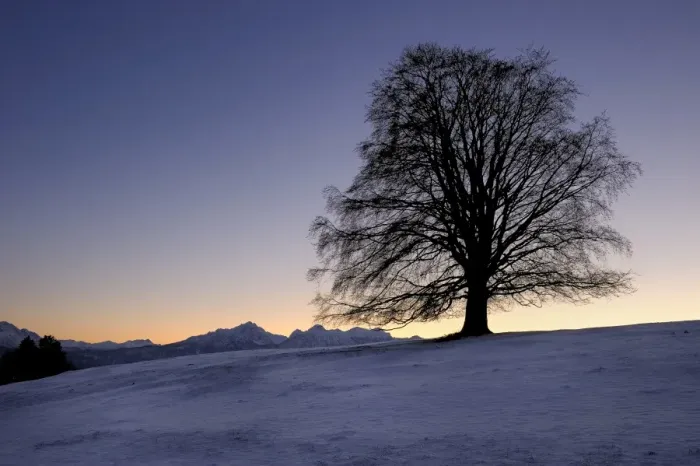 Framed Print : Old Linden -Tilia- at sunset on snow-covered meadow, Rosshaupten, Eastern Allgaeu, Bavaria, Germany, Europe Framed Print : Old Linden -Tilia- at sunset on snow-covered meadow, Rosshaupten, Eastern Allgaeu, Bavaria, Germany, Europe