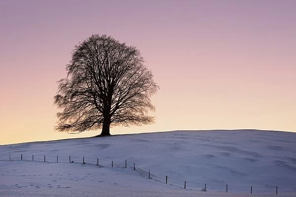 Old Linden -Tilia- at sunset on snow-covered meadow, Rosshaupten, Eastern Allgaeu, Bavaria, Germany, Europe
