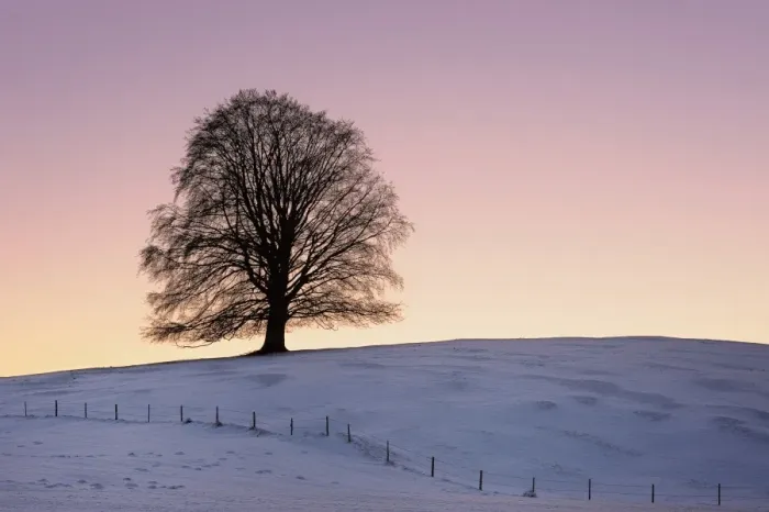 Framed Print : Old Linden -Tilia- at sunset on snow-covered meadow, Rosshaupten, Eastern Allgaeu, Bavaria, Germany, Europe Framed Print : Old Linden -Tilia- at sunset on snow-covered meadow, Rosshaupten, Eastern Allgaeu, Bavaria, Germany, Europe