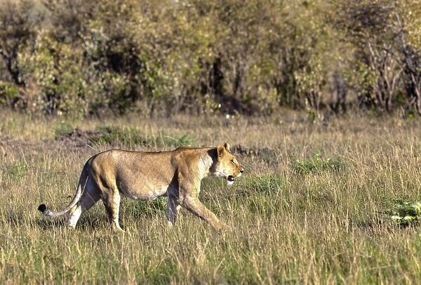 Old Lioness -Panthera leo- on the prowl, Masai Mara National Reserve, Kenya, East Africa, Africa, PublicGround