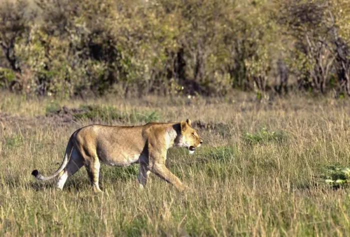 Framed Print : Old Lioness -Panthera leo- on the prowl, Masai Mara National Reserve, Kenya, East Africa, Africa, PublicGround Framed Print : Old Lioness -Panthera leo- on the prowl, Masai Mara National Reserve, Kenya, East Africa, Africa, PublicGround