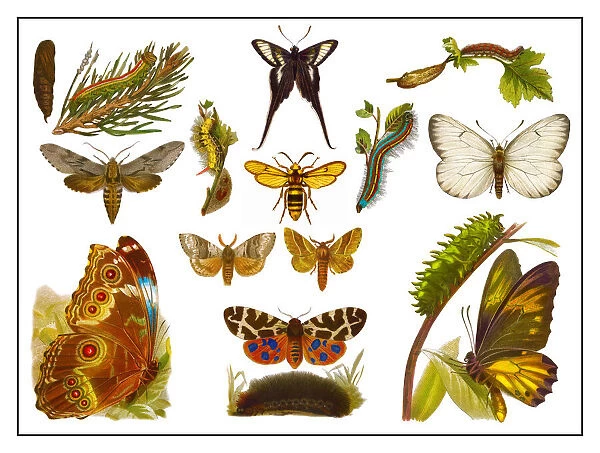 Old lithograph of Butterflies