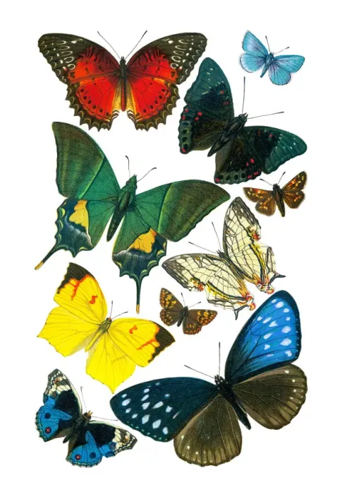 Framed Print : Old lithograph of Butterflies Framed Print : Old lithograph of Butterflies