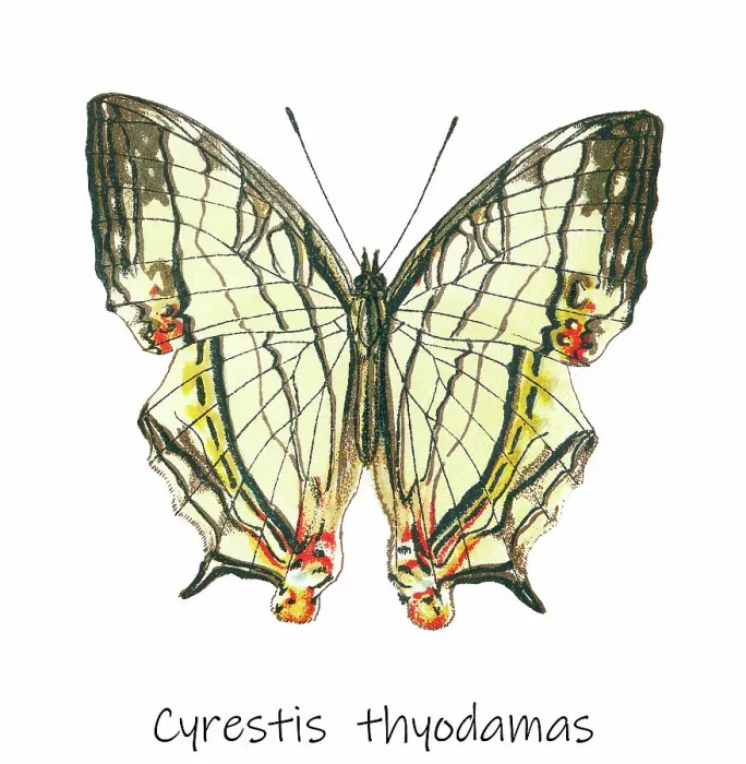 Framed Print : Old lithograph of Entomology, Common mapwing butterfly (Cyrestis thyodamas) Framed Print : Old lithograph of Entomology, Common mapwing butterfly (Cyrestis thyodamas)