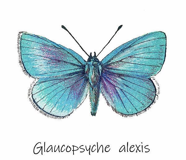 Old lithograph of Entomology, Green-underside blue (Glaucopsyche alexis), Lycaenidae