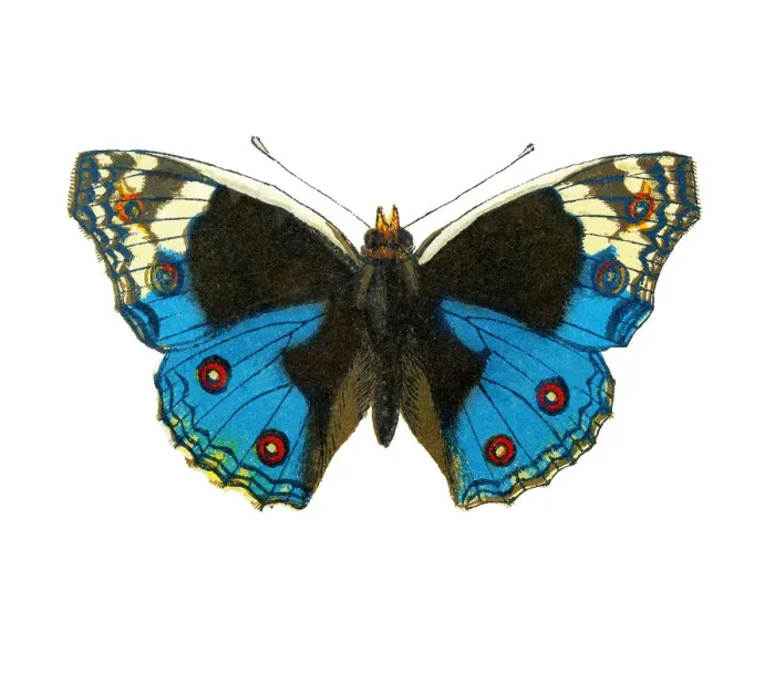 Framed Print : Old lithograph of Entomology, Junonia orithya swinhoei (Pale Blue Pansy) Framed Print : Old lithograph of Entomology, Junonia orithya swinhoei (Pale Blue Pansy)