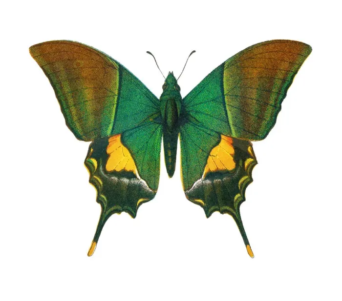 Framed Print : Old lithograph of Entomology, the Kaiser-i-Hind butterfly (Teinopalpus imperialis)
