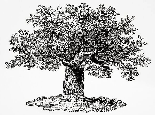 Old oak tree