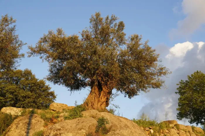 Framed Print : Old Olive Tree -Olea europaea-, Mugla Province, Aegean region, Turkey Framed Print : Old Olive Tree -Olea europaea-, Mugla Province, Aegean region, Turkey