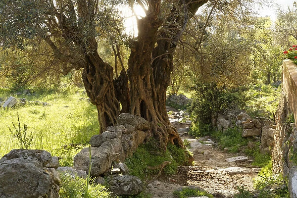 Old Olive Tree -Olea europaea- beside a path, Mugla Province, Aegean region, Turkey