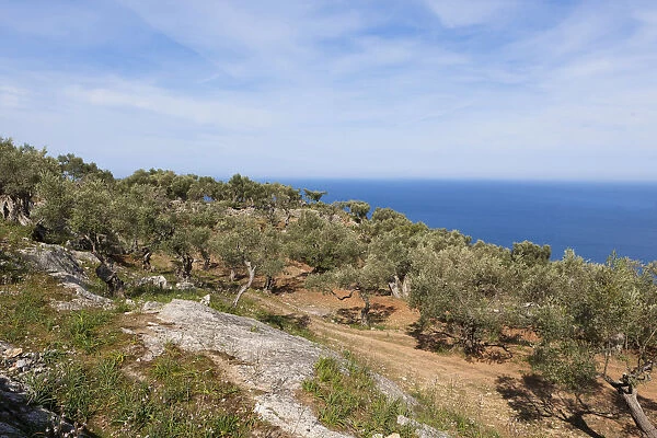 Old olive trees near Deia, Serra de Tramuntana, Northwest Coast, Mallorca, Majorca, Balearic Islands, Mediterranean Sea, Spain, Europe