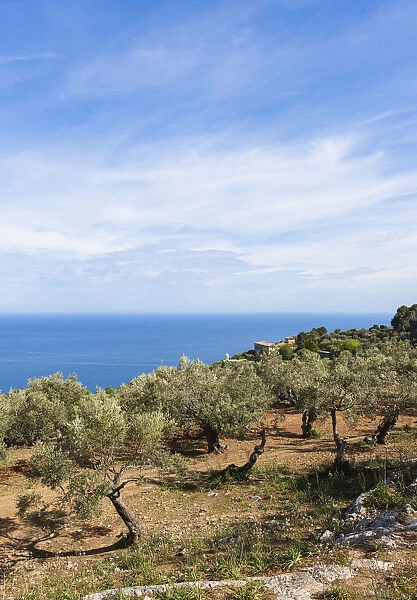 Old olive trees near Deia, Son Marroig mansion at back, Serra de Tramuntana, Northwest Coast, Mallorca, Majorca, Balearic Islands, Mediterranean Sea, Spain, Europe
