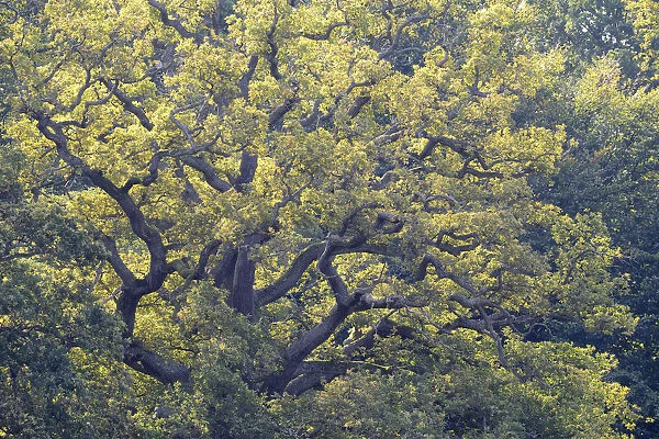 Old Pedunculate Oak -Quercus robur-, Jaegersborg, Copenhagen, Denmark
