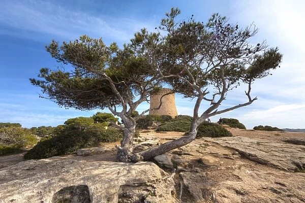 Old pine tree -Pinus pinea-, Cala Pi, Mallorca, Majorca, Balearic Islands, Spain, Europe