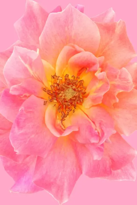Framed Print : Rose. Old rose Framed Print : Rose. Old rose