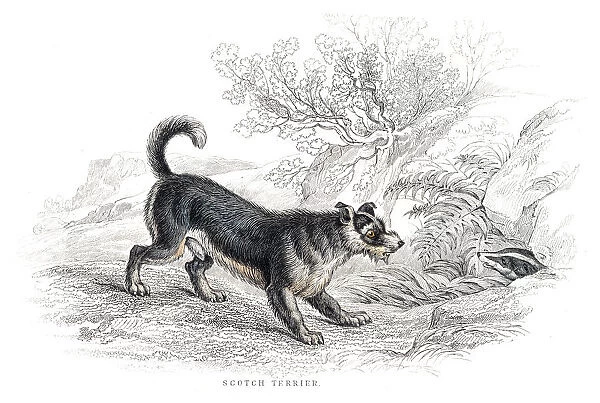 Old Scotch Terrier engraving 1840