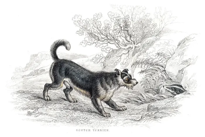 Framed Print : Old Scotch Terrier engraving 1840 Framed Print : Old Scotch Terrier engraving 1840