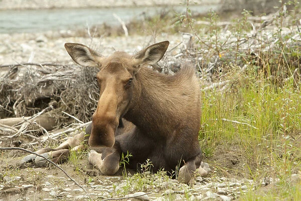 Old or sick cow, female moose, elk -Alces alces-, about to die on the shore of Wind River, Peel Watershed, Yukon Territory, Canada