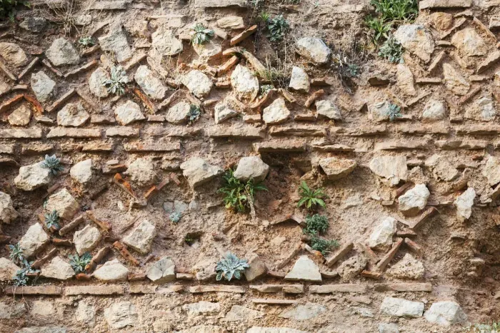 Framed Print : Old stone wall with plants growing on it Framed Print : Old stone wall with plants growing on it