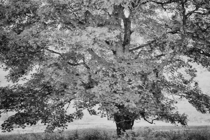 Framed Print : Old sycamore maple (Acer pseudoplatanus) Framed Print : Old sycamore maple (Acer pseudoplatanus)