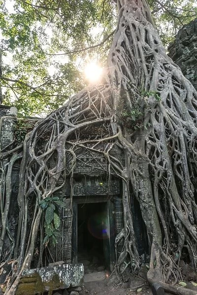 Old temple ruins with giant tree roots, Angkor wat