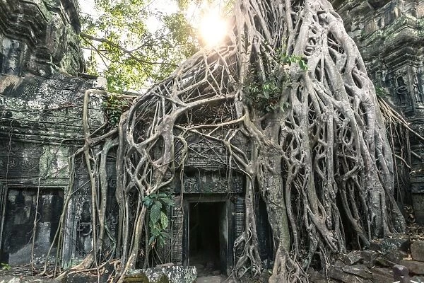 Old temple ruins with giant tree roots, Angkor wat