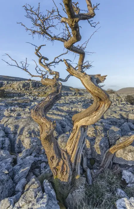 Framed Print : The old tree