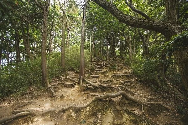 Old tree roots in a forest in Kamakura, Japan