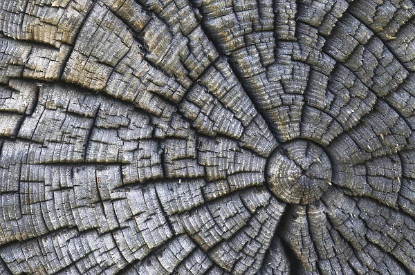 Old tree trunk