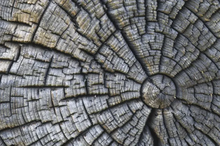 Framed Print : Old tree trunk Framed Print : Old tree trunk