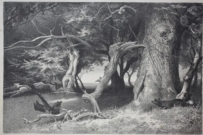 Framed Print : Old trees in the Hasbruch, a 627-hectare oak and beech forest in the Oldenburg district of Lower Saxony, which contains several natural monuments, Germany Framed Print : Old trees in the Hasbruch, a 627-hectare oak and beech forest in the Oldenburg district of Lower Saxony, which contains several natural monuments, Germany