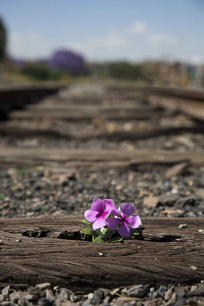 Old used railway tracks in and a small flower in colour - Cullinan South Africa