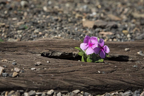 Old used railway tracks in and a small flower in colour